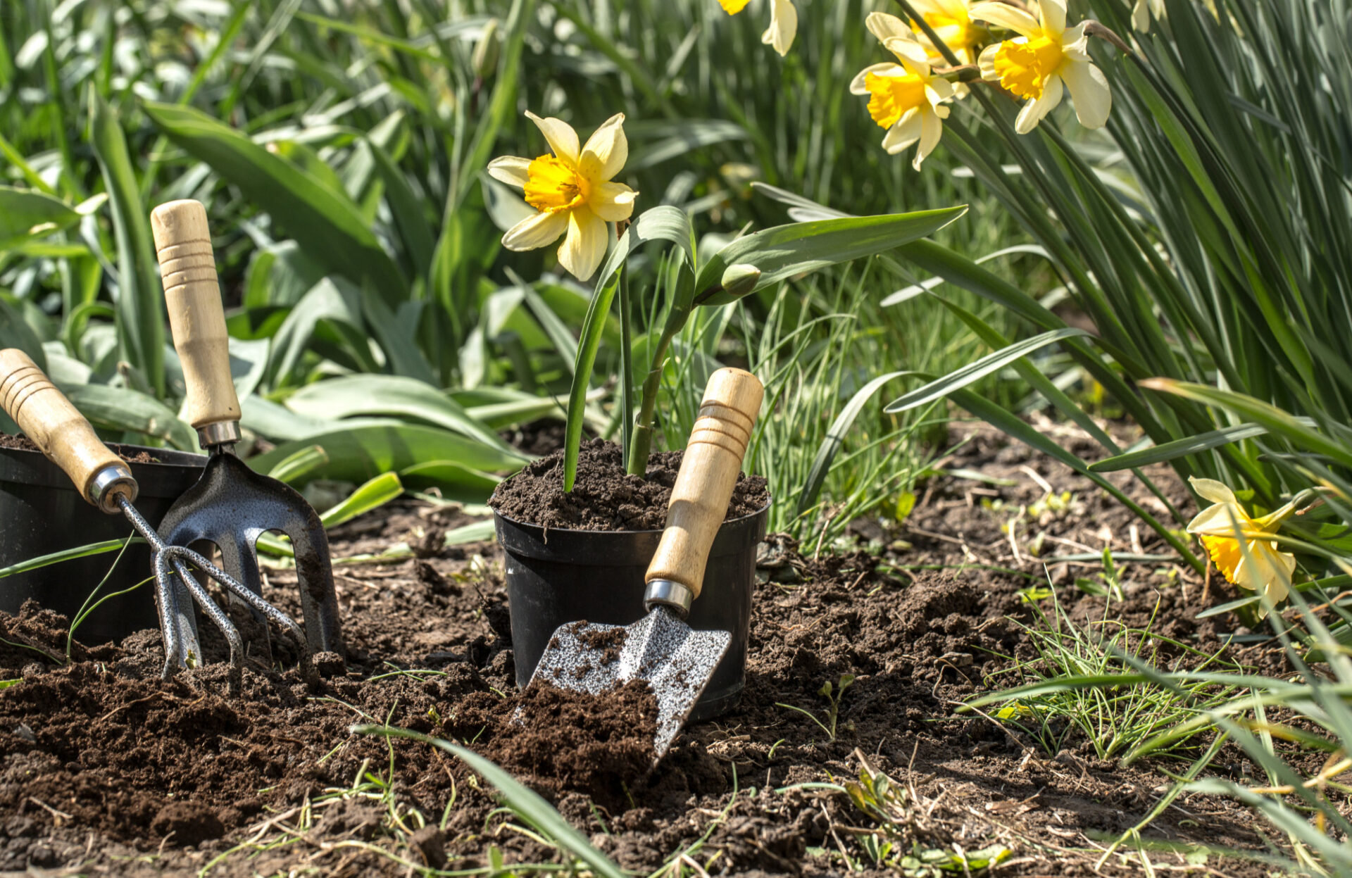 Activité Jardinage